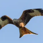 red kite — PK news