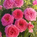 today after time — PK news