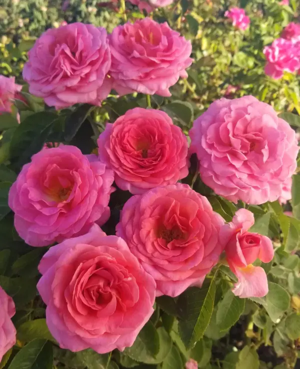 Today after time: Iran Air Strikes and Environmental Impact: