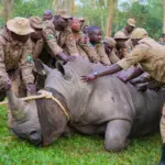 white rhinos — PK news