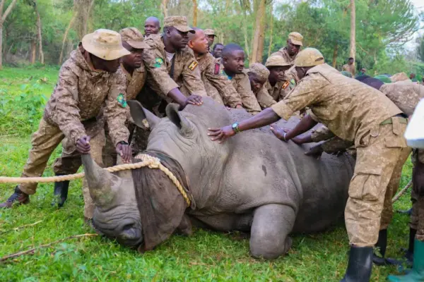 White rhinos: Reintroduction of  to Kidepo Valley National Park
