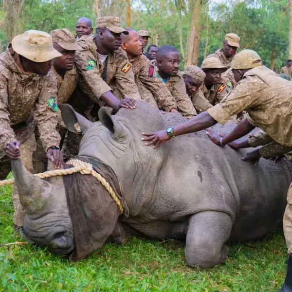 White rhinos: Reintroduction of  to Kidepo Valley National Park