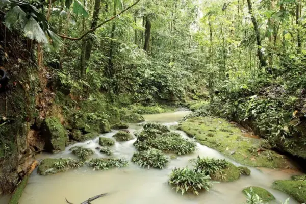 Amazon Rainforest Faces Ongoing Challenges Amid Preservation Efforts