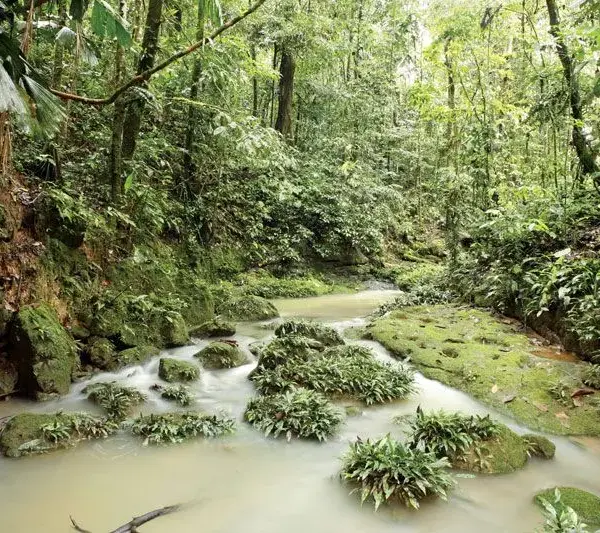 Amazon Rainforest Faces Ongoing Challenges Amid Preservation Efforts