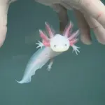 axolotl — PK news