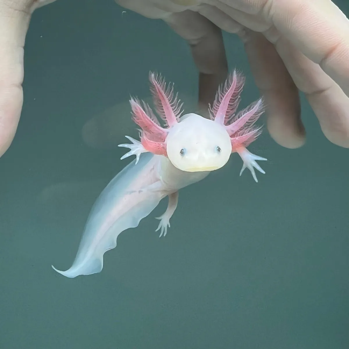 axolotl — PK news