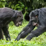 chimpanzee — PK news