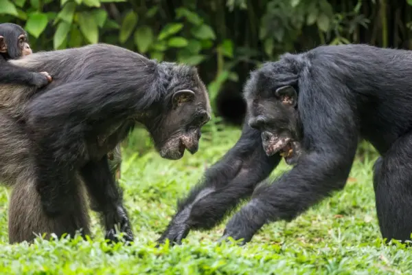 Chimpanzee Warfare in Kibale National Park