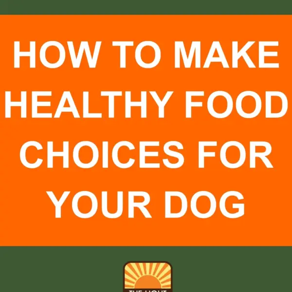 Dog Bite Cases Surge in Punjab Amidst Stray Dog Management Challenges