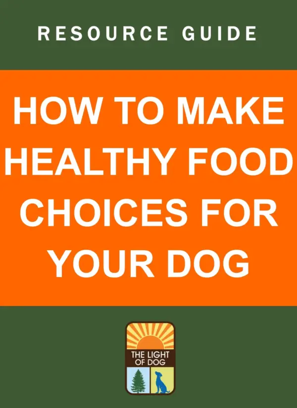 Dog Bite Cases Surge in Punjab Amidst Stray Dog Management Challenges