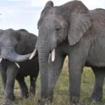 elephant — PK news