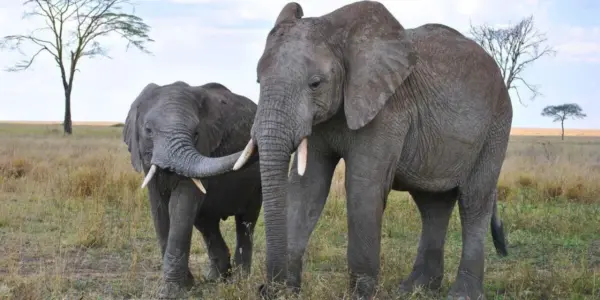 Elephant: Millionaire Trophy Hunter Killed by s in Gabon