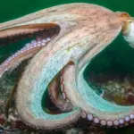 giant octopus — PK news