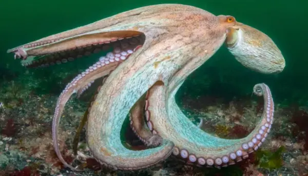 Giant Octopus Evidence Reshapes Understanding of Ancient Marine Ecosystems