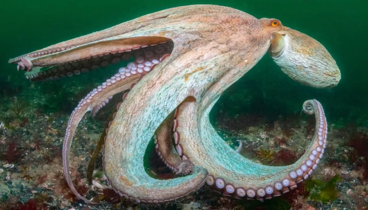 giant octopus — PK news