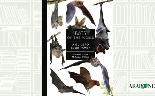 Today News: Bats and AI Updates