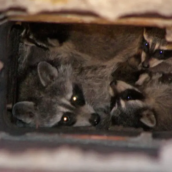 Weather Update: Maryland Faces Unseasonably Cold Temperatures and Rain