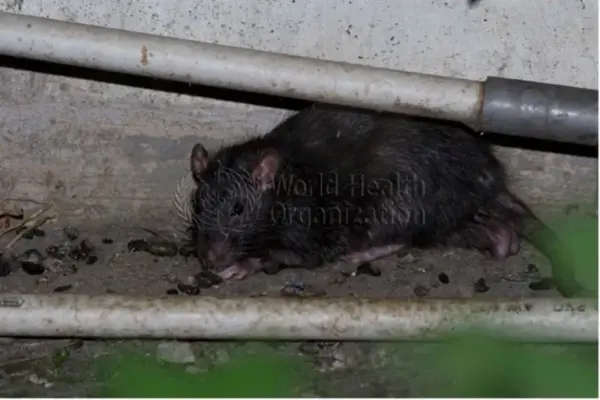 Cruise ship hantavirus outbreak