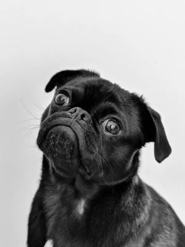 Dog Scam Investigation and New Splash Pad for Pets in Uganda