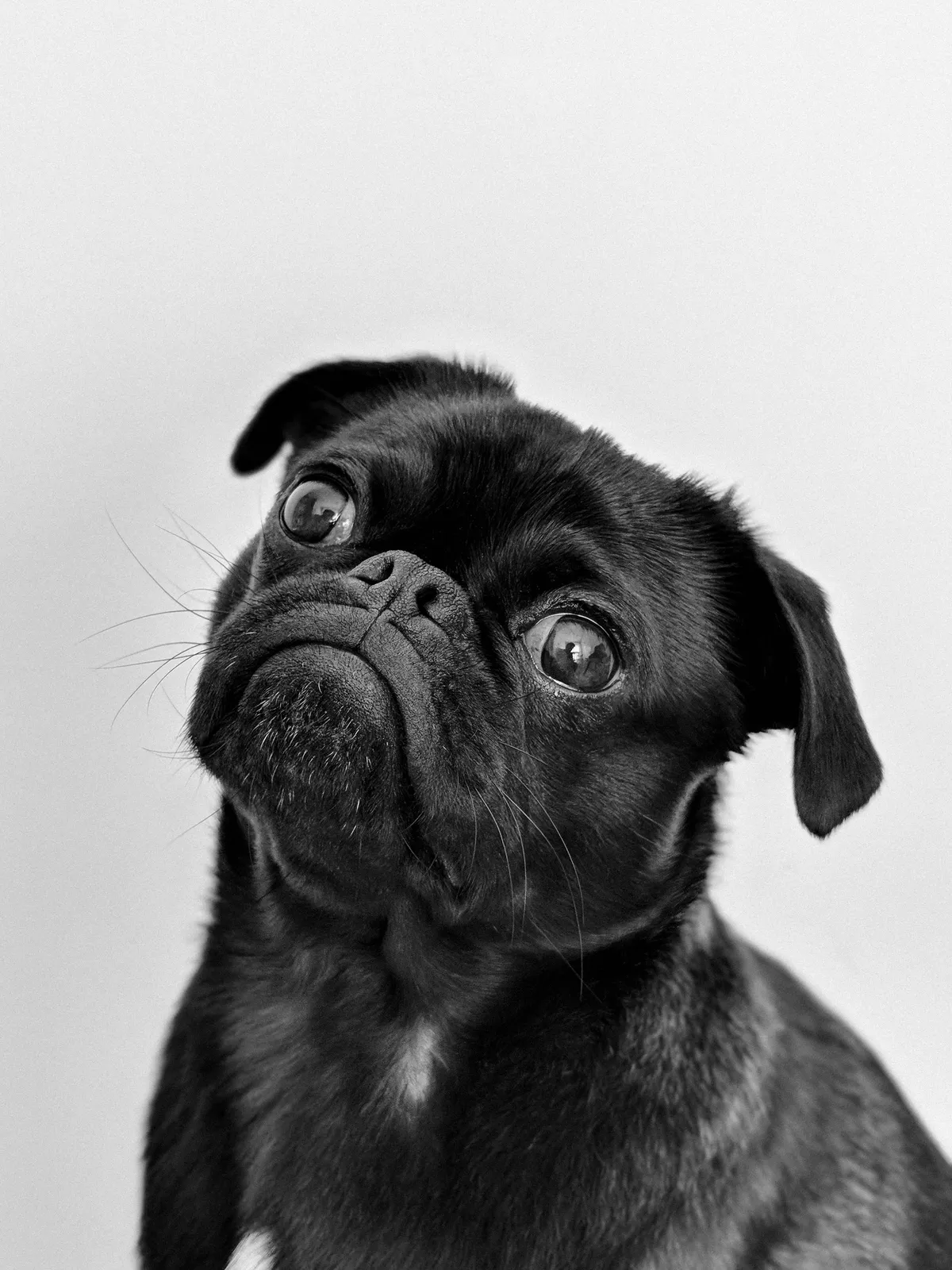 dog — PK news
