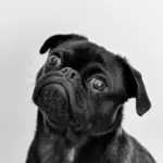 dog — PK news