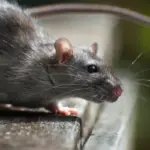 hantavirus infections cruise ship — PK news